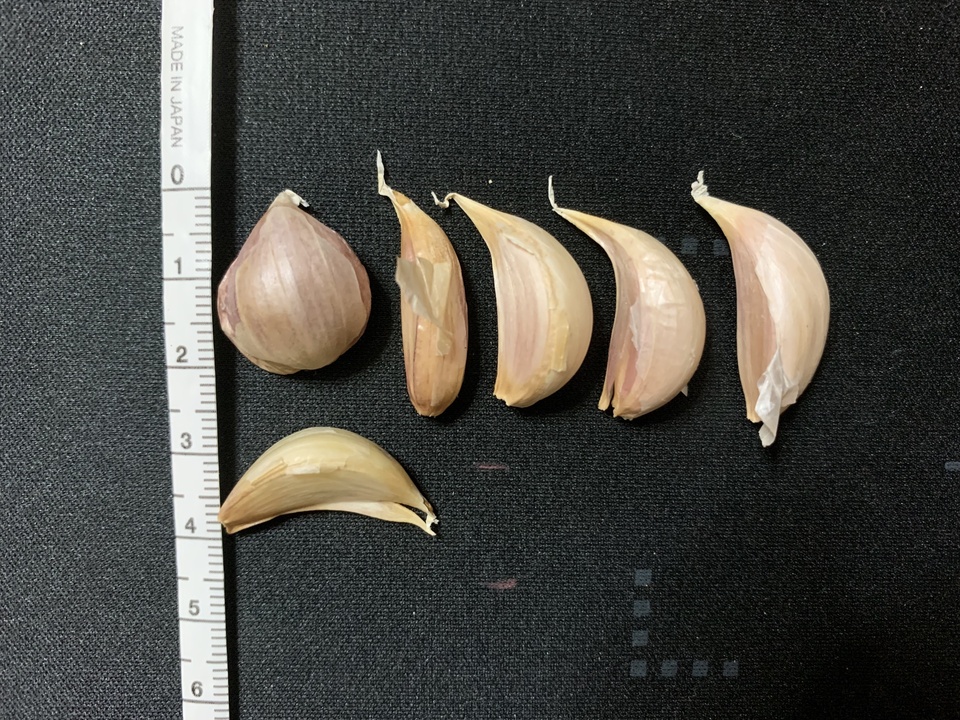 与論のミネラルたっぷり！星砂にんにく《小粒鱗片フリーサイズ》