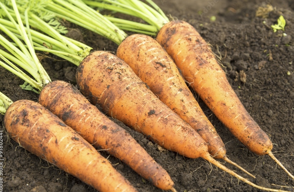 【単品】＜キャロットラペ＞京の八百屋が作る化学調味料無添加惣菜　農薬・化学肥料不使用の野菜使用