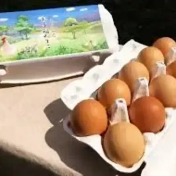 オーガニック卵「お多福たまご」10個入＜有機JAS認定の放し飼い卵