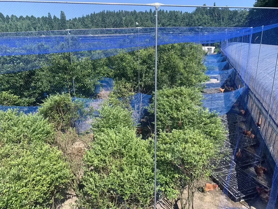 【生涯ワクチン不使用】オーガニック放し飼い卵「お多福たまご」10個入＜有機鶏卵・走る鶏の放牧卵＞【内祝・贈答】