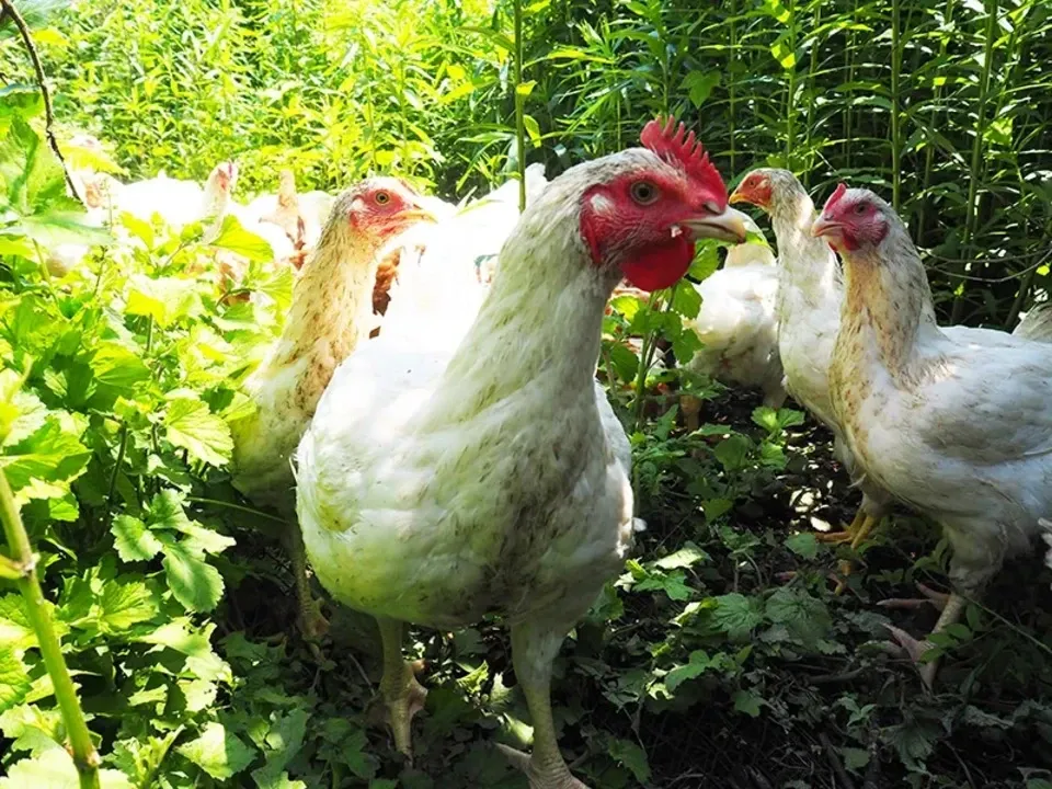 【生涯ワクチン不使用】オーガニック放牧鶏「薬食同源鶏」のびのび放牧＜合成抗菌剤・抗生物質・成長促進ホルモン剤不使用＞