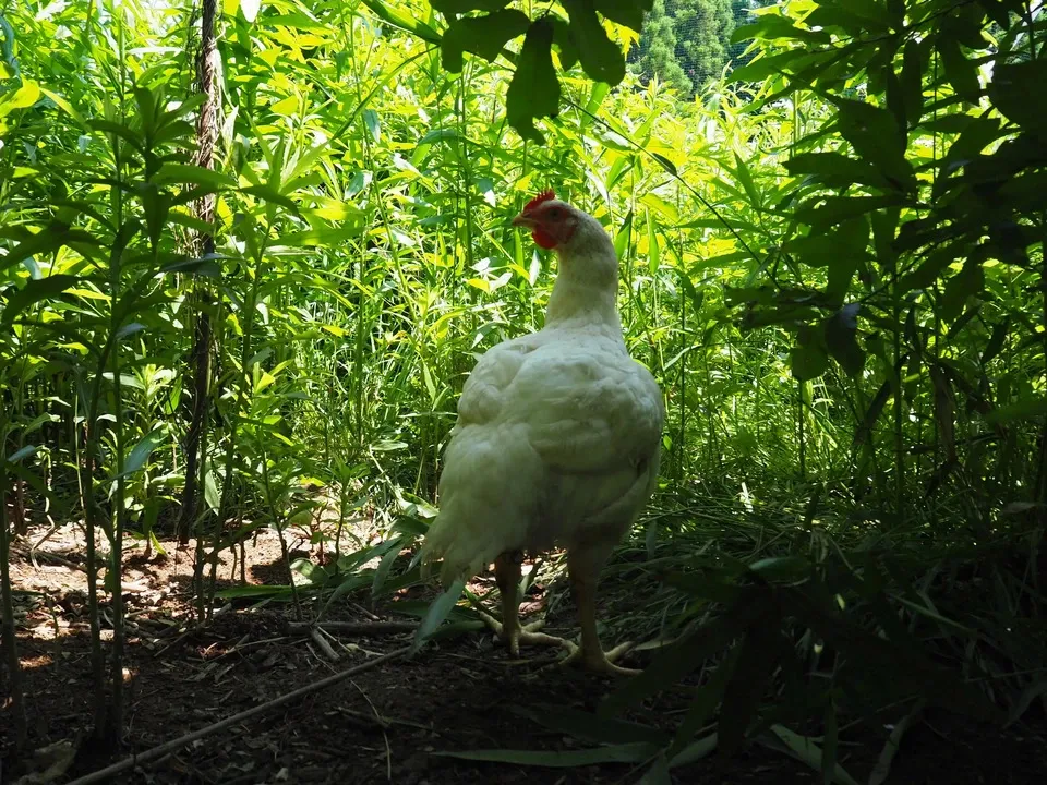 【生涯ワクチン不使用】オーガニック放牧鶏「薬食同源鶏」のびのび放牧＜合成抗菌剤・抗生物質・成長促進ホルモン剤不使用＞