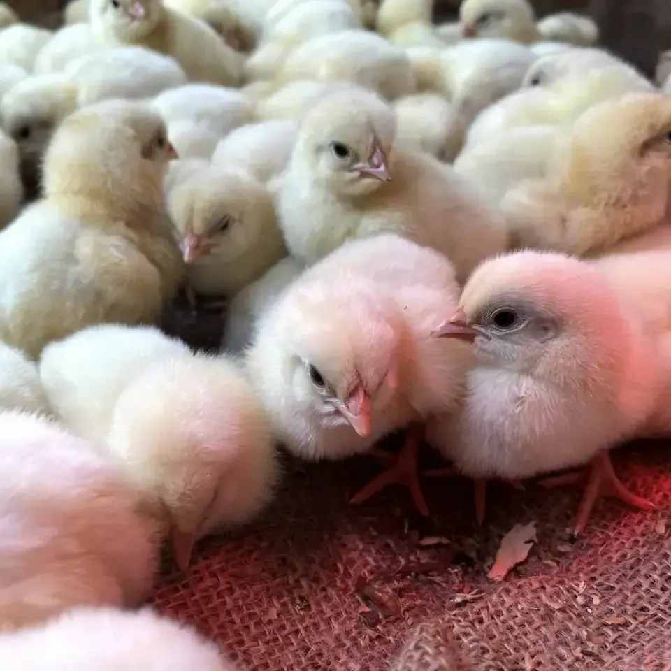 【生涯ワクチン不使用】オーガニック放牧鶏「薬食同源鶏」のびのび放牧＜合成抗菌剤・抗生物質・成長促進ホルモン剤不使用＞