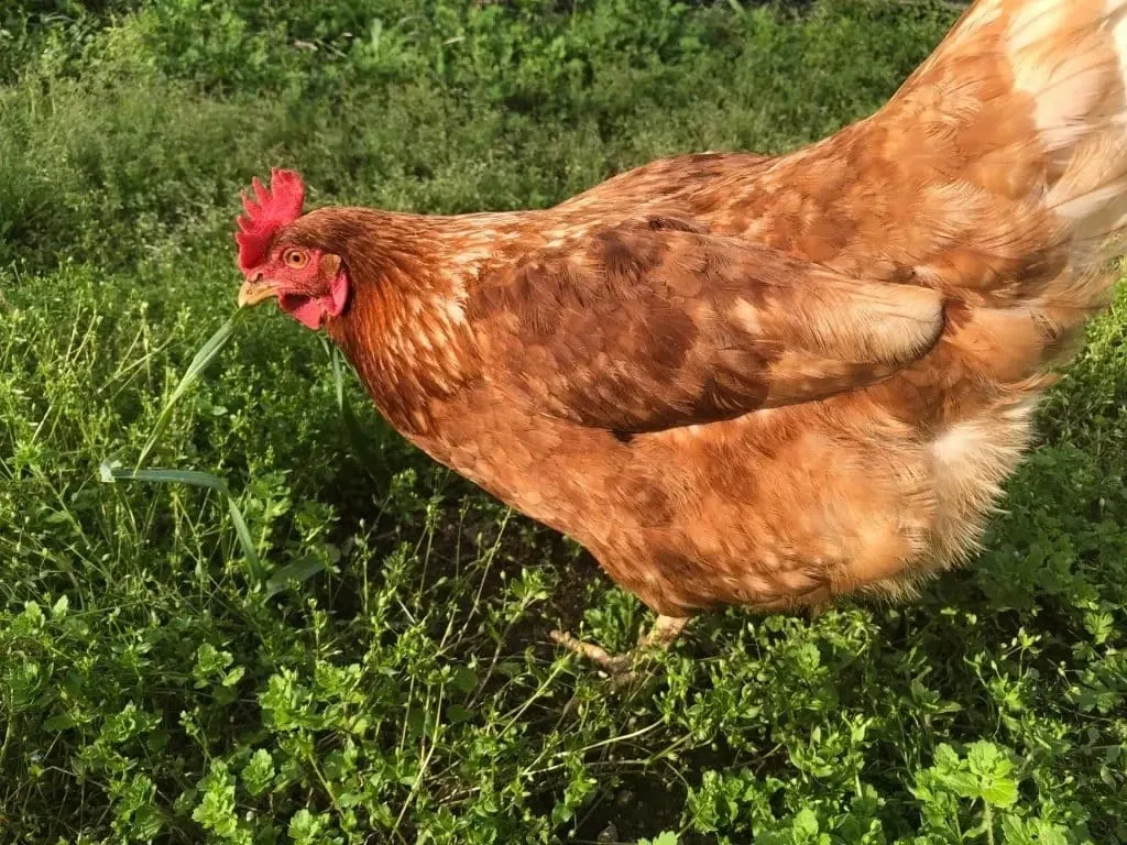 のびのび育った平飼い自然卵（160個入り）｜一切の薬剤•ワクチン不使用