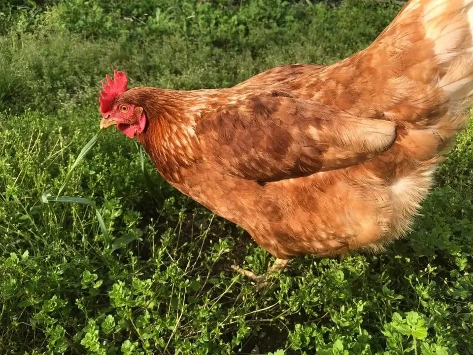 【生涯ワクチン不使用】オーガニック放し飼い卵「お多福たまご」10個入＜有機鶏卵・走る鶏の放牧卵＞【内祝・贈答】