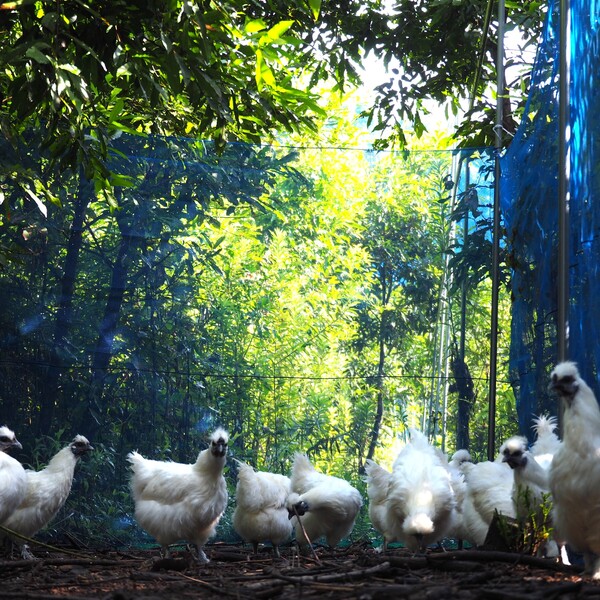 オーガニック卵（たまご）を選ぶなら『霧島烏骨鶏』 | お知らせ