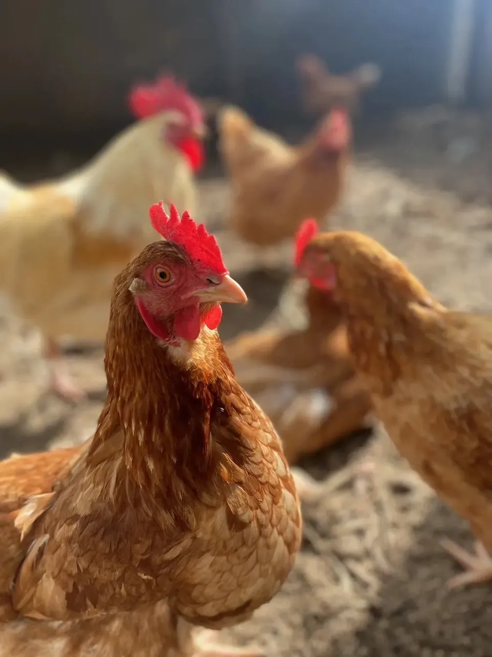 湘南大磯の高台育ち｜平飼い・米飼料の朝採れ卵60個【数量限定】 価格食品・飲料・酒 - 湘南大磯の高台育ち｜平飼い・米飼料の朝採れ卵