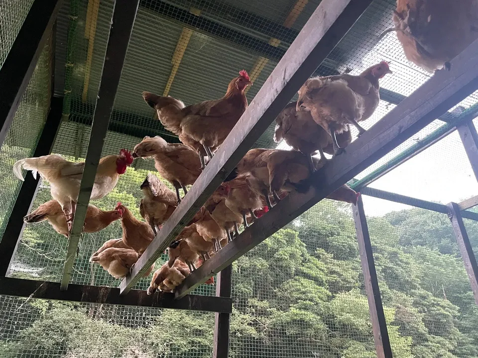 自然養鶏の放し飼い<湘南大磯・平飼い卵>自家製発酵飼料と天然の緑肥で飼育
