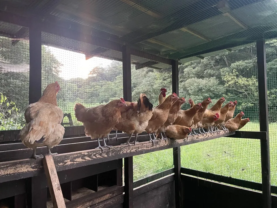 自然養鶏の放し飼い＜湘南大磯・平飼い卵＞自家製発酵飼料と天然の緑肥