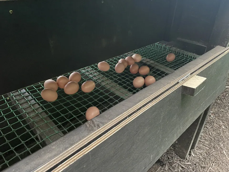 自然養鶏の放し飼い<湘南大磯・平飼い卵>自家製発酵飼料と天然の緑肥で飼育