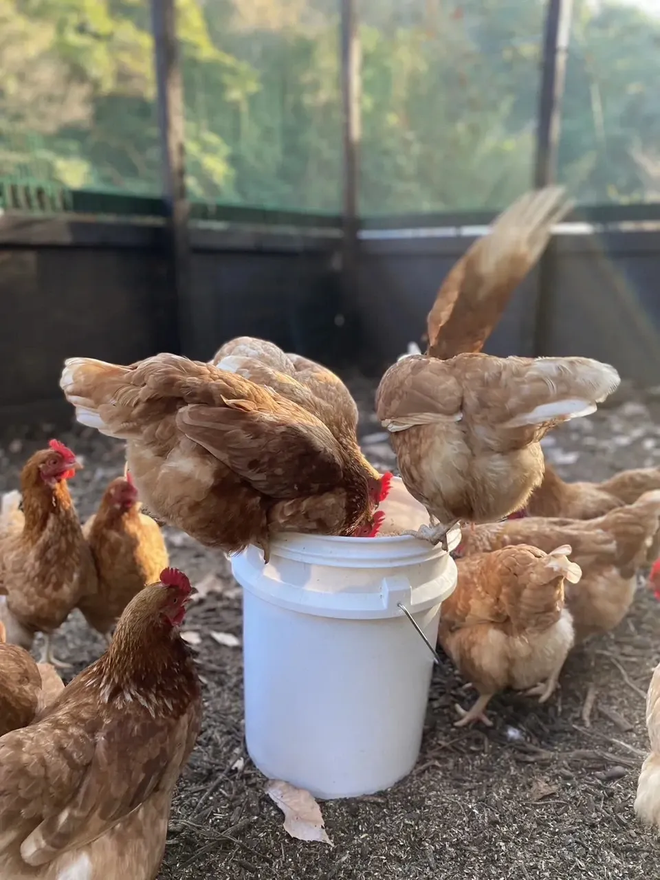 自然養鶏の放し飼い<湘南大磯・平飼い卵>自家製発酵飼料と天然の緑肥で飼育