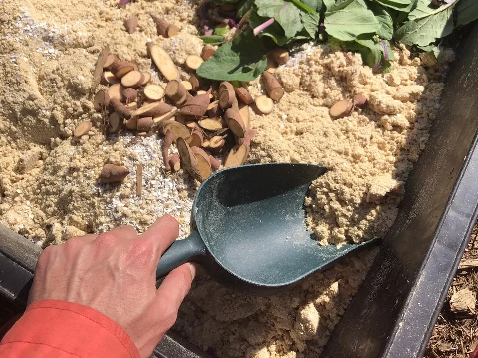 自然養鶏の放し飼い<湘南大磯・平飼い卵>自家製発酵飼料と天然の緑肥で飼育