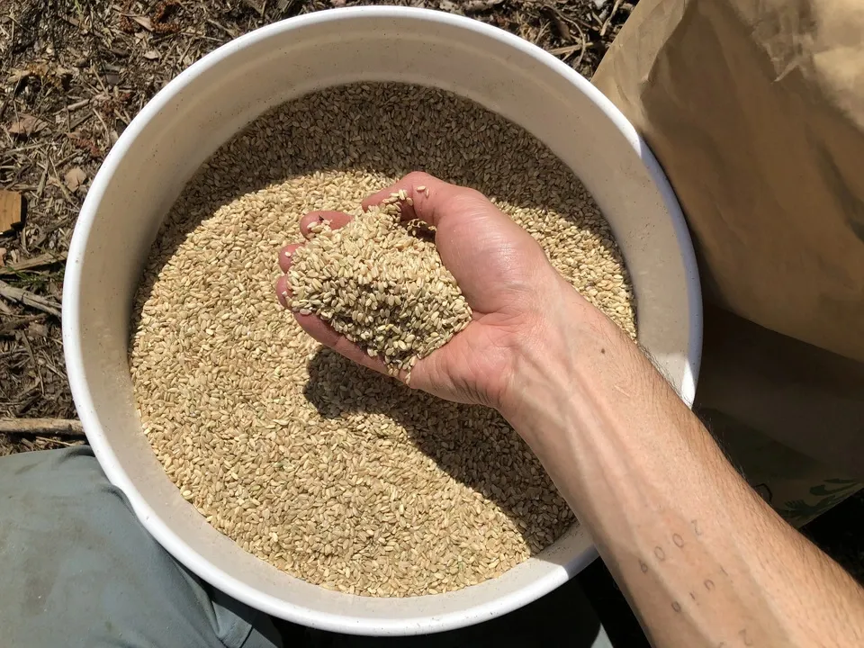 自然養鶏の放し飼い<湘南大磯・平飼い卵>自家製発酵飼料と天然の緑肥で飼育
