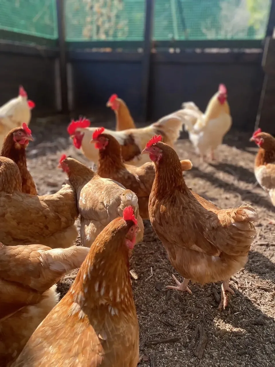 湘南大磯の高台育ち｜平飼い・米飼料の朝採れ卵60個【数量限定】 価格食品・飲料・酒 - 湘南大磯の高台育ち｜平飼い・米飼料の朝採れ卵