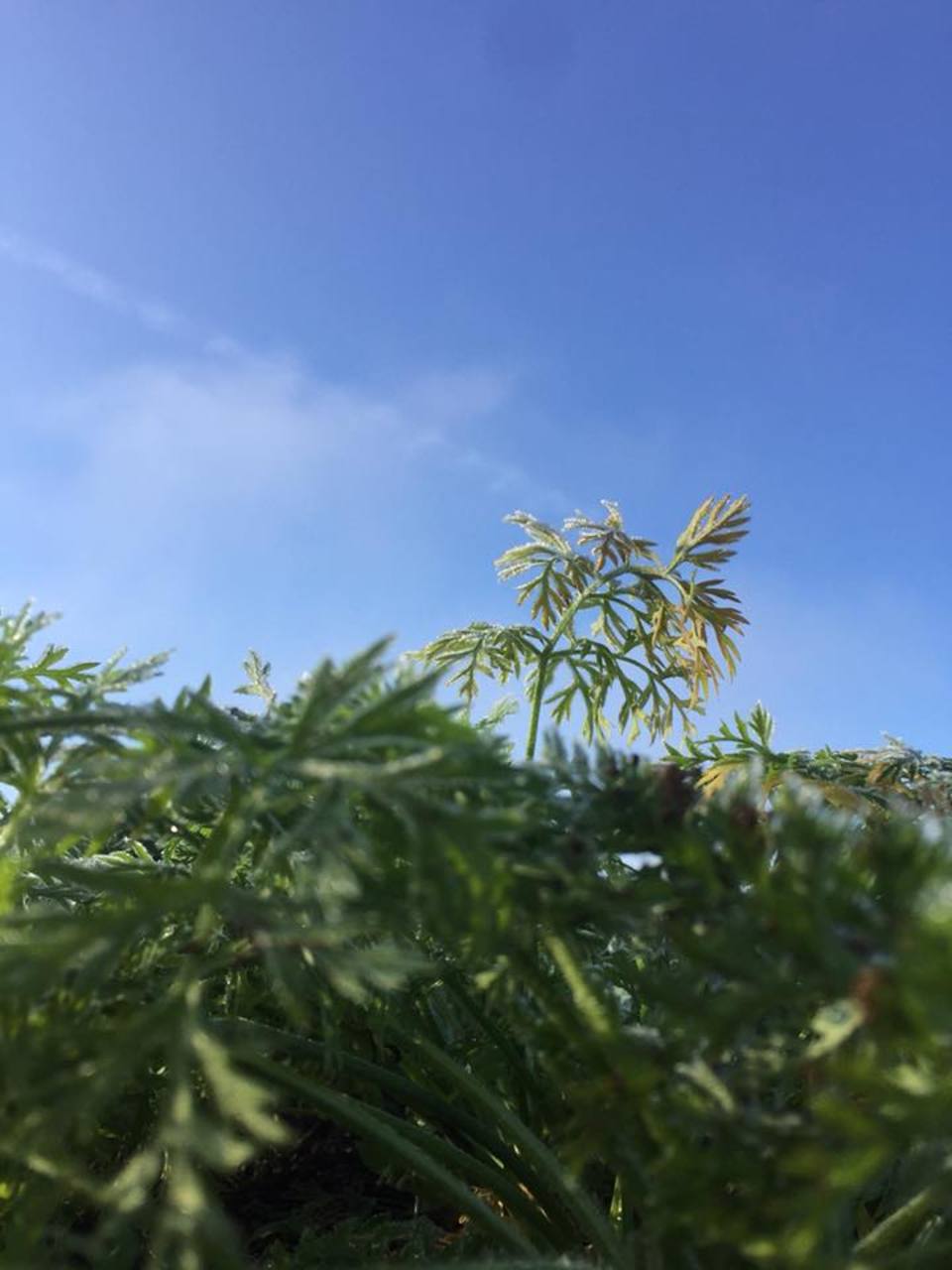 新黒田人参 無農薬・無化学肥料