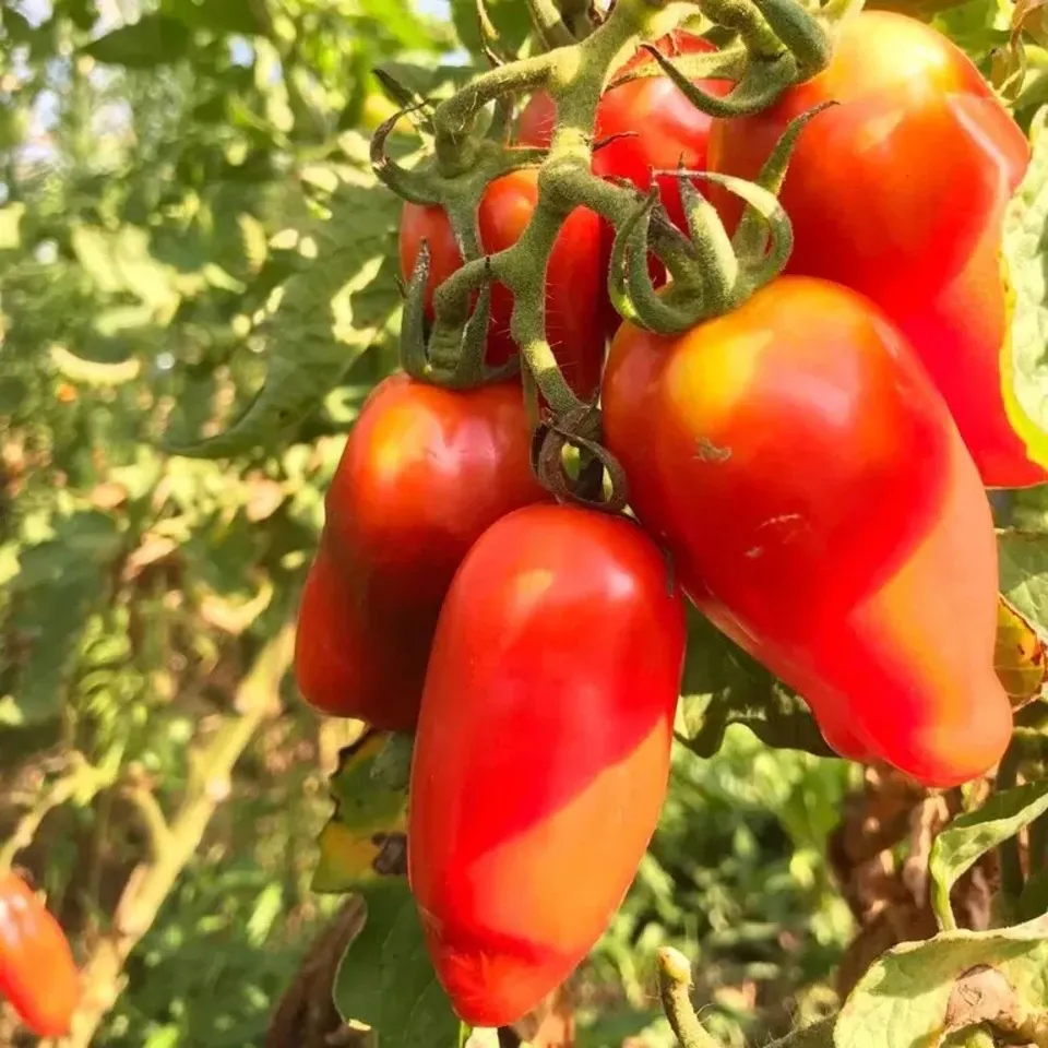 調理用 樹上完熟トマト「サン マルツァーノ」農薬・肥料不使用 農園