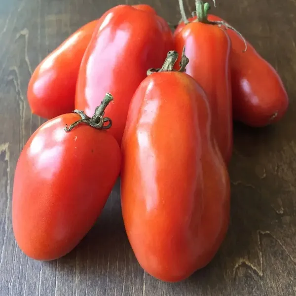 調理用 樹上完熟トマト「サン マルツァーノ」農薬・肥料不使用 農園