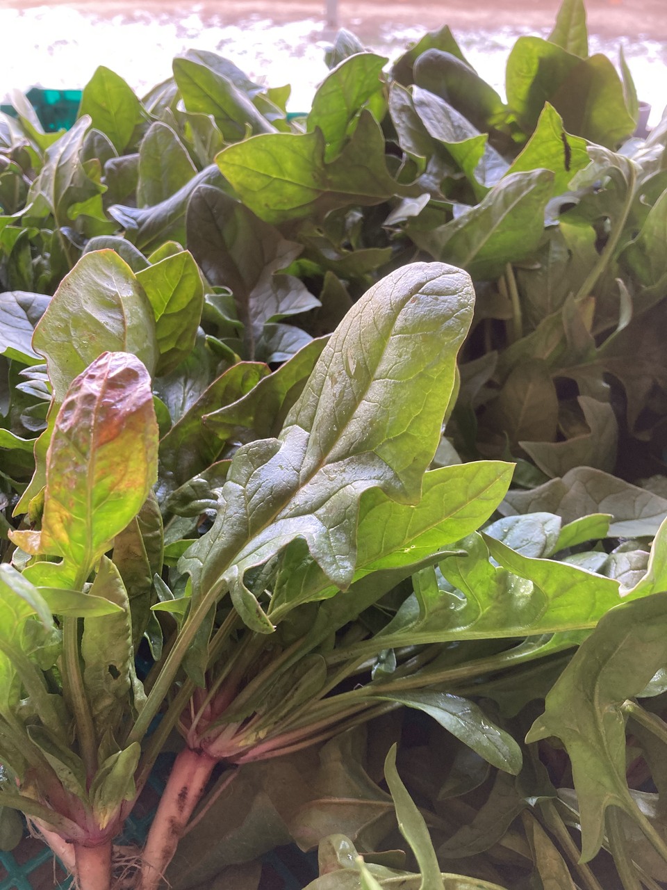 赤根ほうれん草(寒締め)農薬・肥料不使用