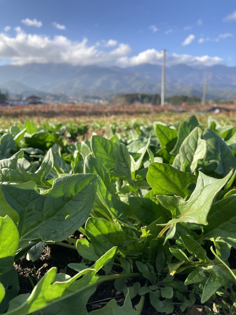 赤根ほうれん草(寒締め)農薬・肥料不使用