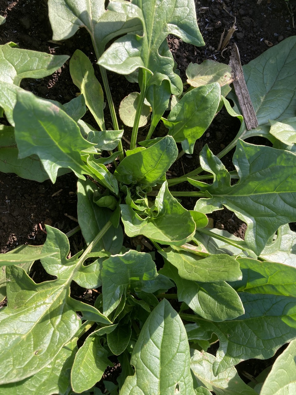 赤根ほうれん草(寒締め)農薬・肥料不使用