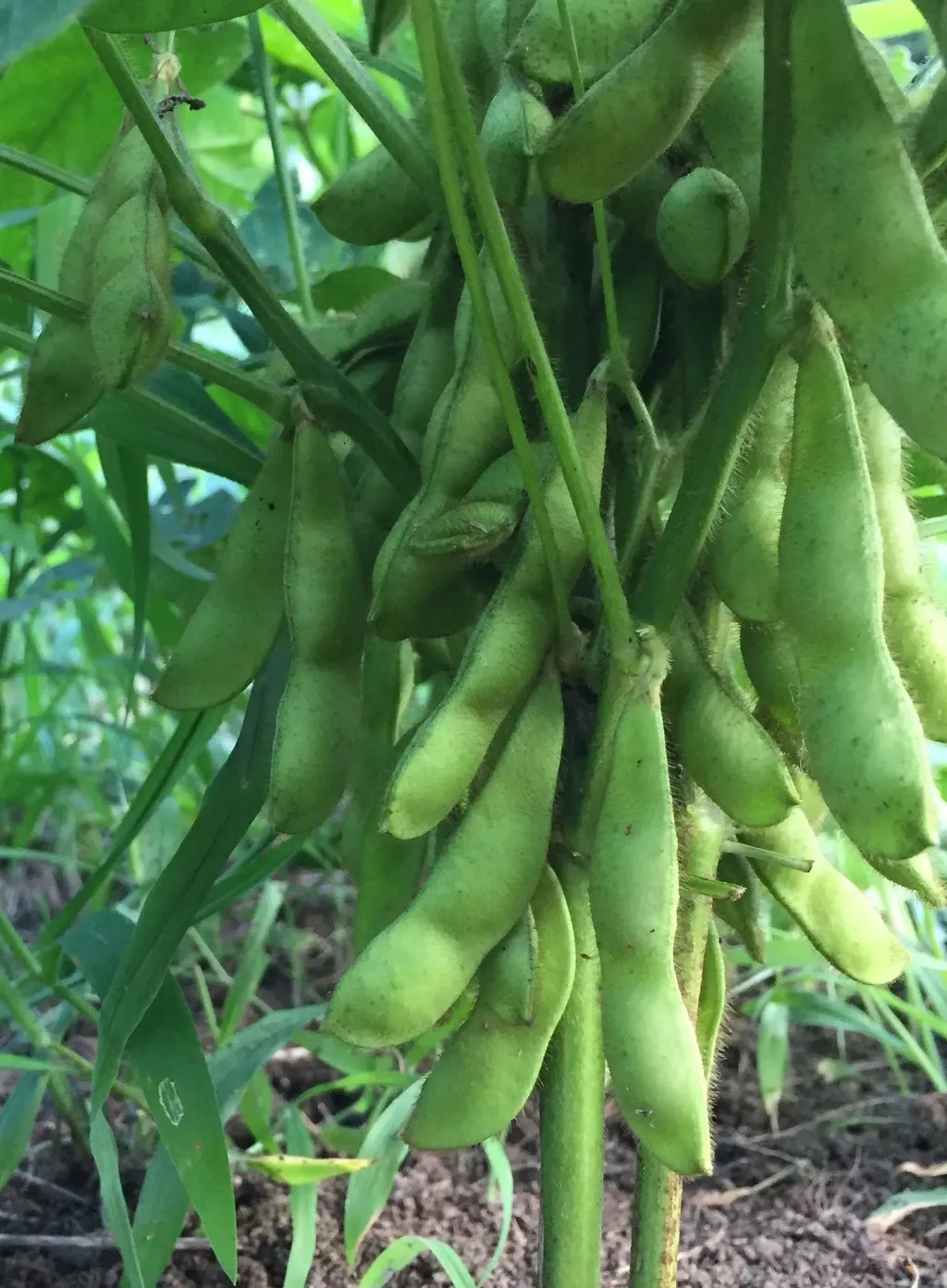 枝豆 農薬・肥料不使用 ※枝付き 農園くさむら (長野県産) 夏野菜通販