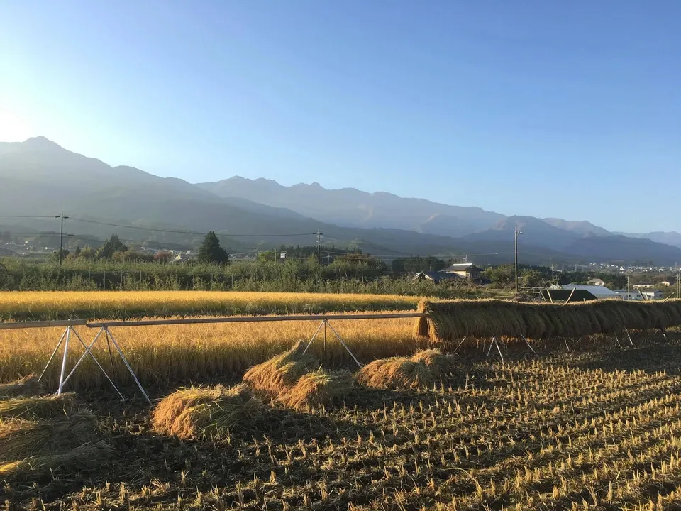 くさむら米 イセヒカリ 令和6年度産 白米(天日干し / 農薬・肥料不使用)