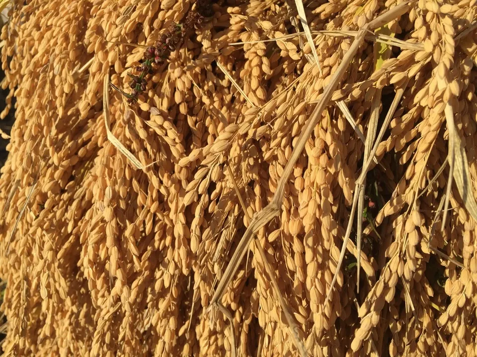 くさむら米 イセヒカリ 令和6年度産 白米(天日干し / 農薬・肥料不使用)
