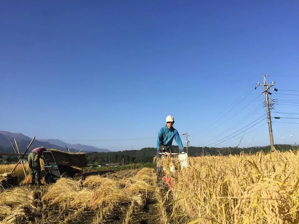 くさむら米 コシヒカリ 令和三年度産 白米(天日干し / 農薬・肥料不使用)