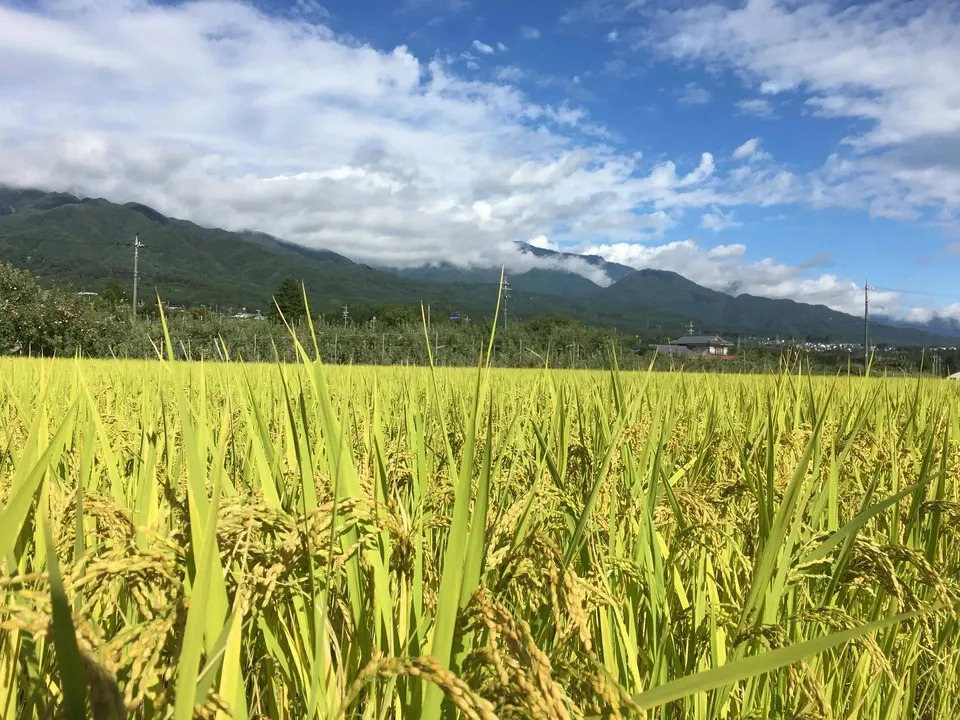 くさむら米 コシヒカリ 令和三年度産 白米(天日干し / 農薬・肥料不使用)
