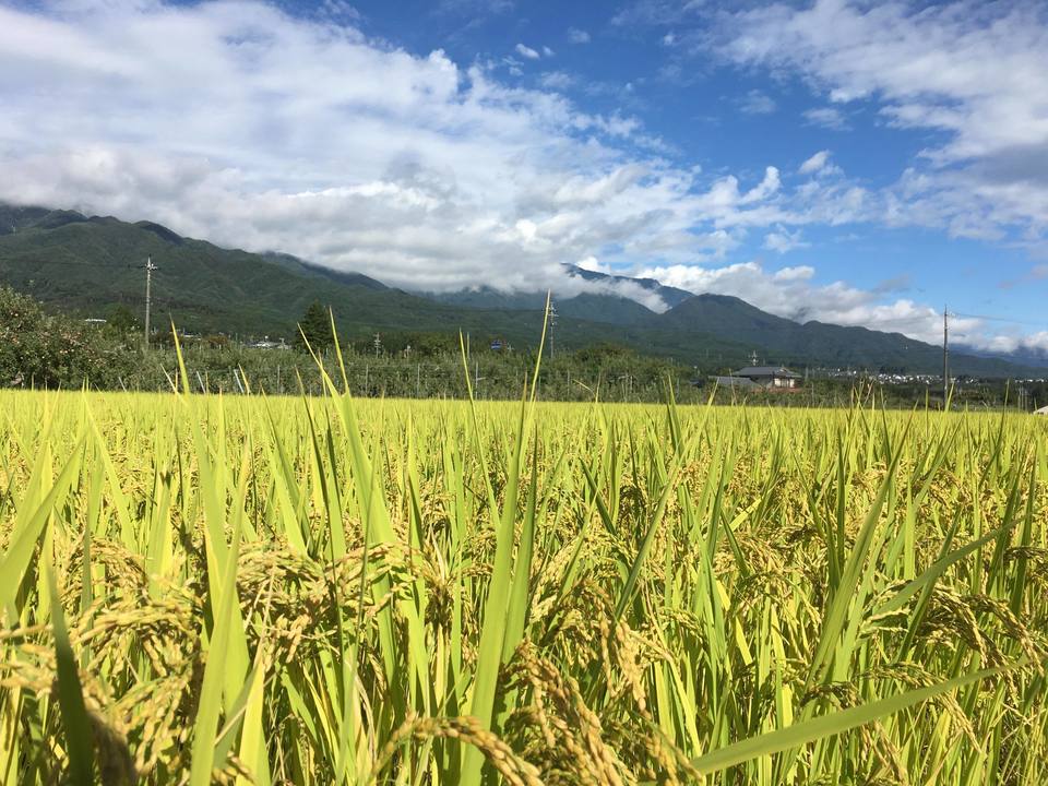 くさむら米 コシヒカリ 令和三年度産 玄米(天日干し / 農薬・肥料不使用)