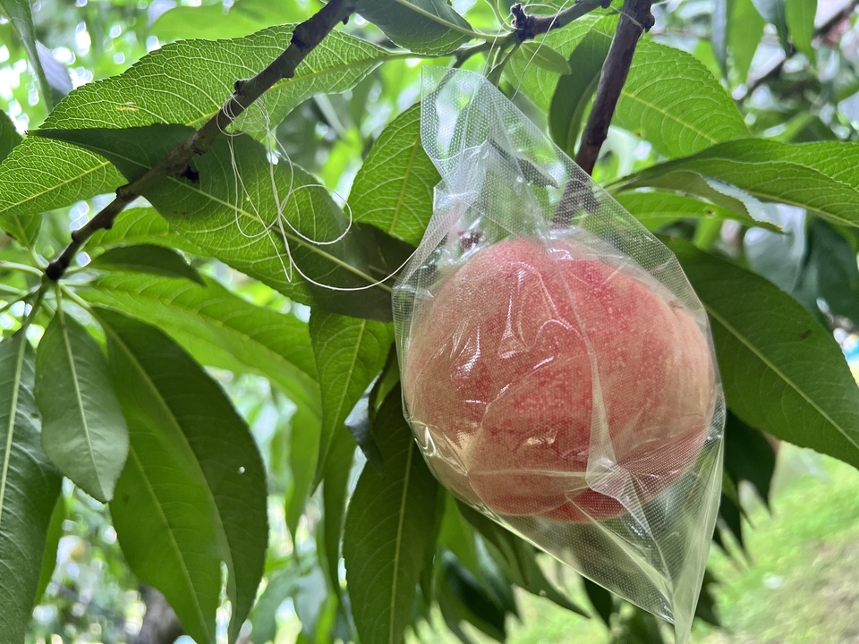 【期間限定】保存料・着色料無添加ジャム ＜桃＞愛媛産の桃を贅沢に使った女性に人気の味わい
