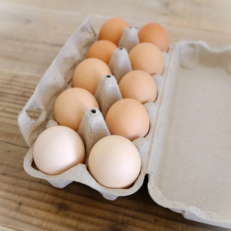 【西郷めだか】爆産中につき増量 固定率抜群 激かわ あけぼのダルマの有精卵 大量 70粒＋α | ダルマめだか 有精卵30個 お楽しみパック オロチだるま 幹之