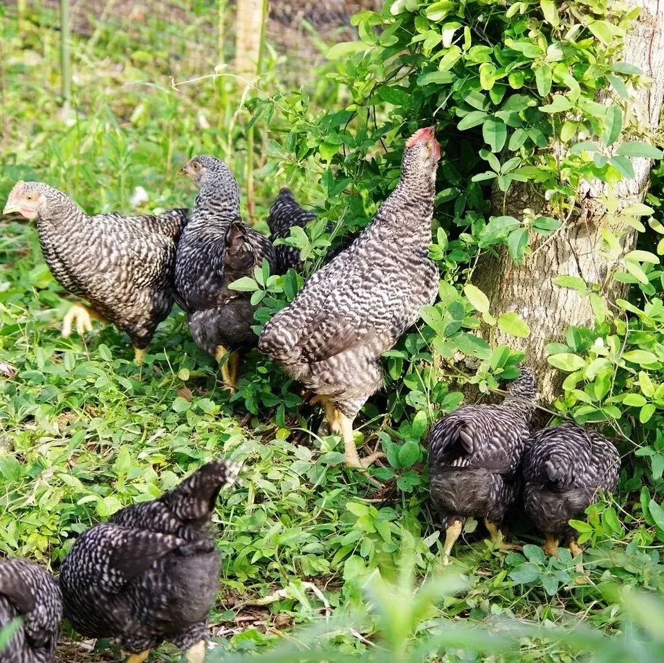 国産飼料の放牧有精卵「君は太陽」静岡発・サステナブルな循環型たまご