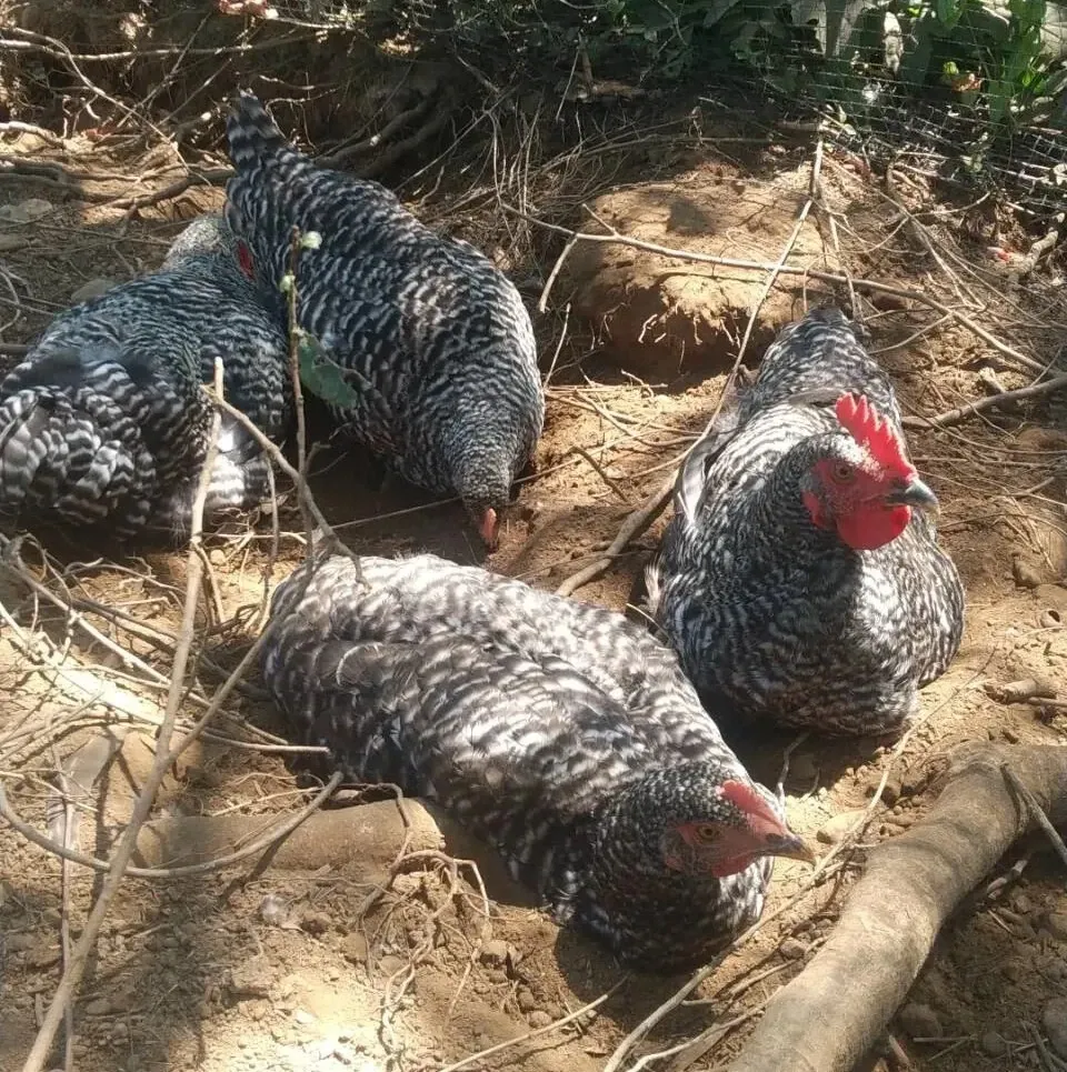 国産飼料の放牧有精卵「君は太陽」静岡発・サステナブルな循環型たまご