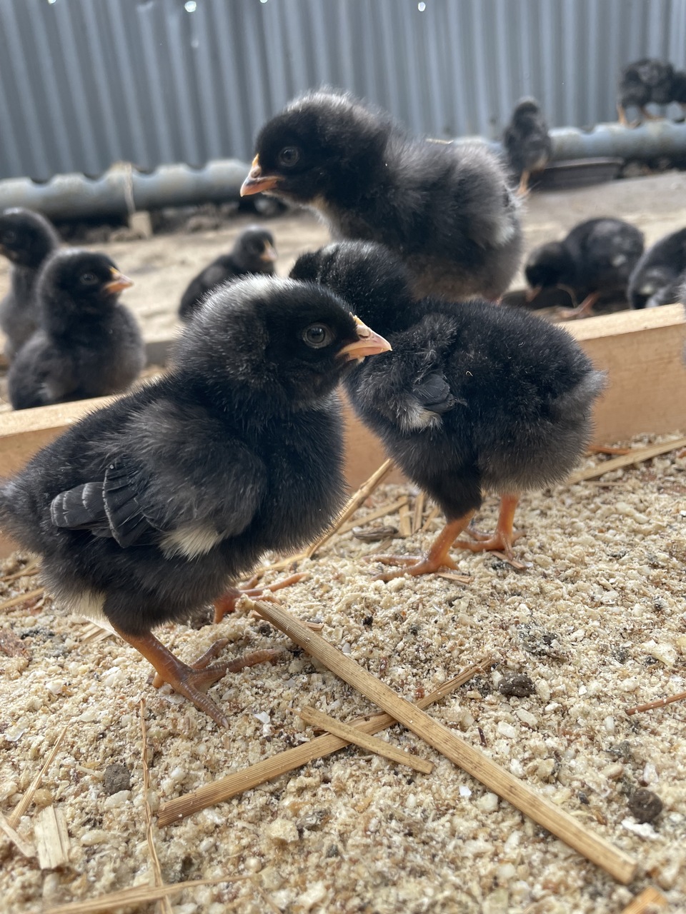 【限定】放し飼い鶏の長期育成肉「俺のすべて」