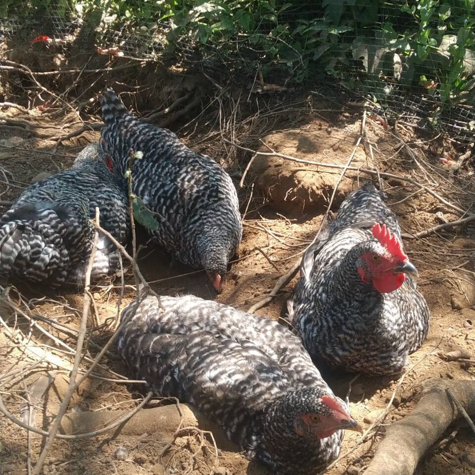 【限定】放し飼い鶏の長期育成肉「俺のすべて」