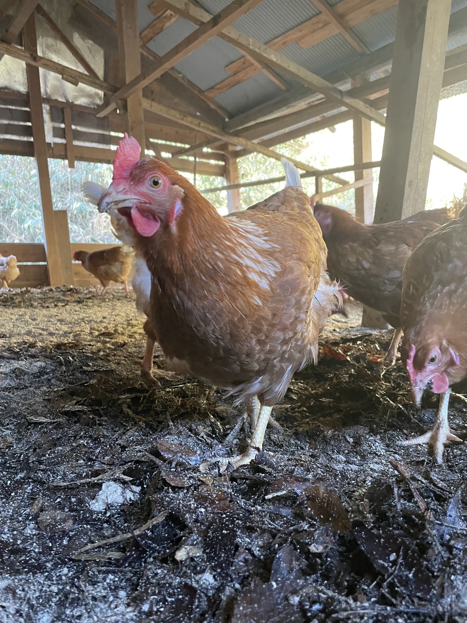 ＜平飼いのんびり卵＞おからや米粉など自家配合飼料で自然養鶏