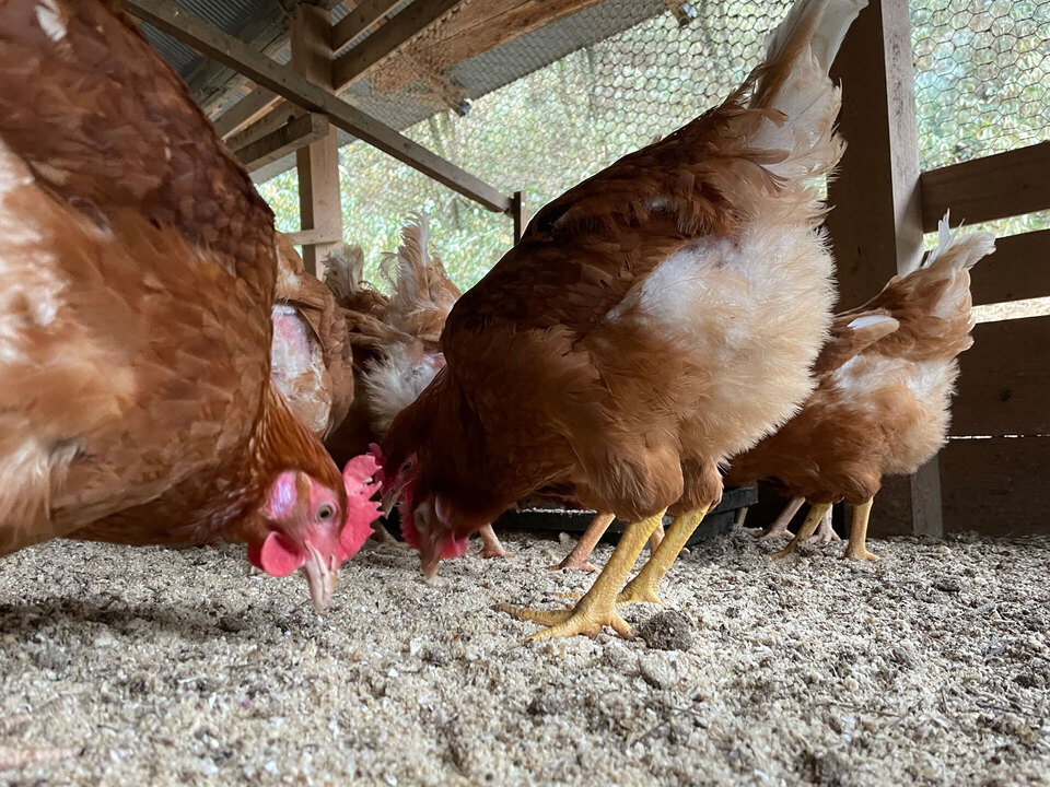 ＜平飼いのんびり卵＞おからや米粉など自家配合飼料で自然養鶏