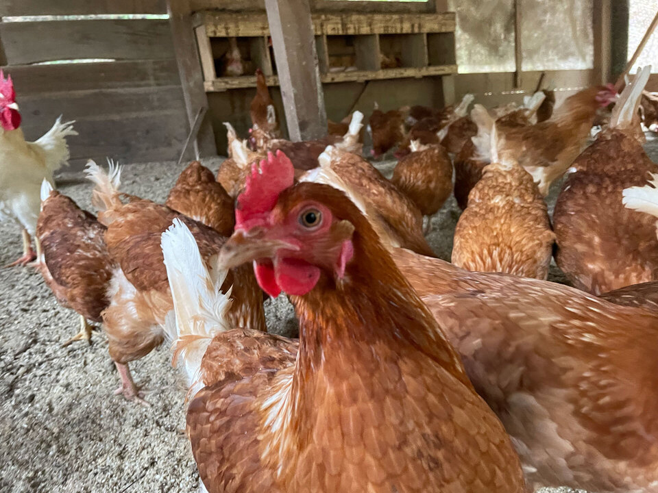 ＜平飼いのんびり卵＞おからや米粉など自家配合飼料で自然養鶏