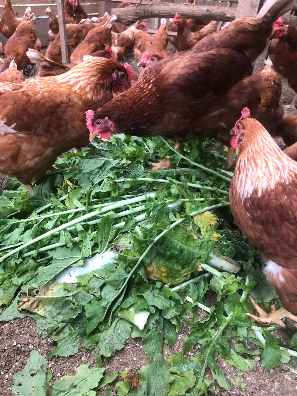 【大寒期間の卵】平飼いのんびり農園