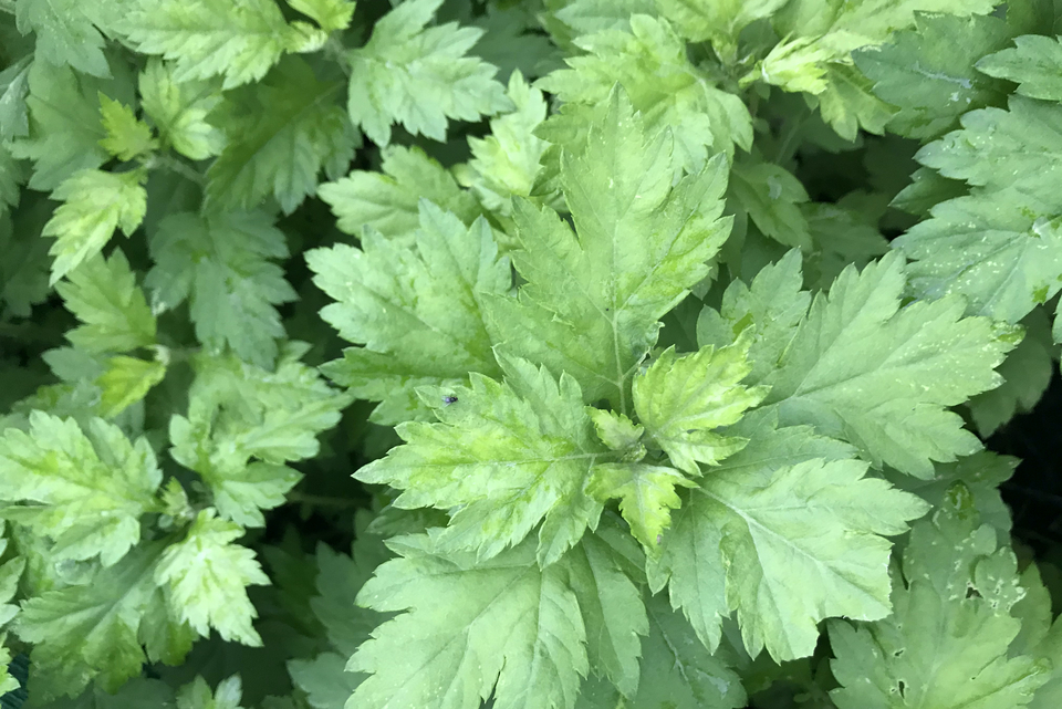 よもぎと二種のハーブ【野山のボタニカル茶】 農薬・化学肥料不使用