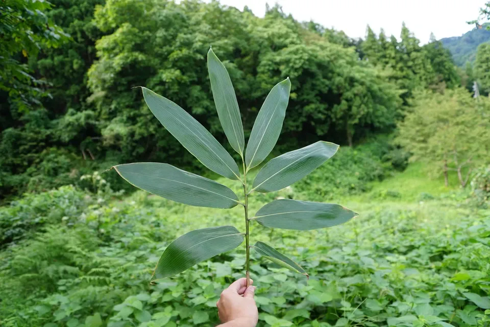 笹の葉 二種のハーブ【野山のボタニカル茶】 農薬・化学肥料不使用