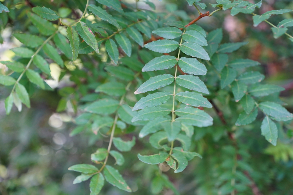 柿の葉&山椒の葉 一種のハーブ【野山のボタニカル茶】 農薬・化学肥料不使用 