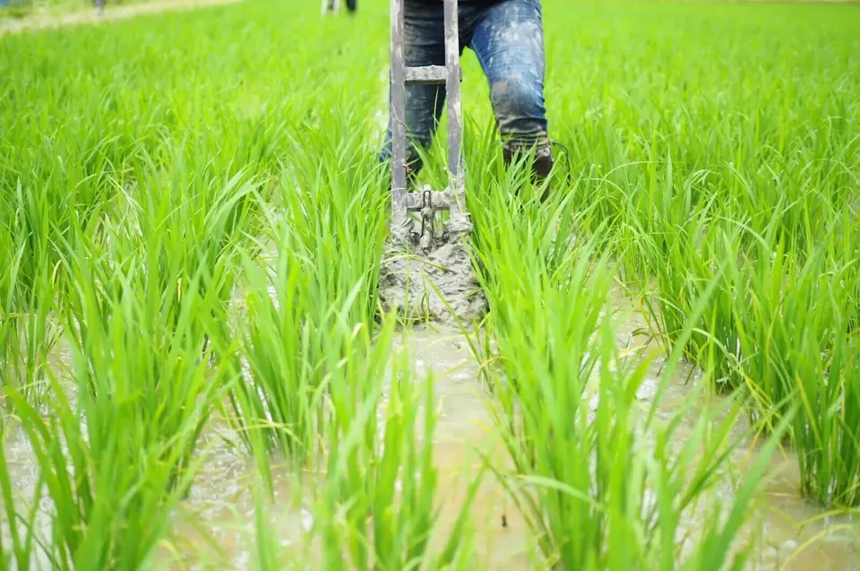 【2025年産・白米5kg】農薬・化学肥料不使用／新潟県産コシヒカリ（一等米）