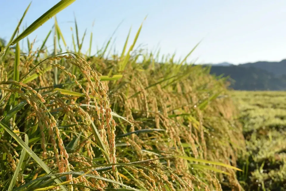 【2025年産・白米5kg】農薬・化学肥料不使用／新潟県産コシヒカリ（一等米）