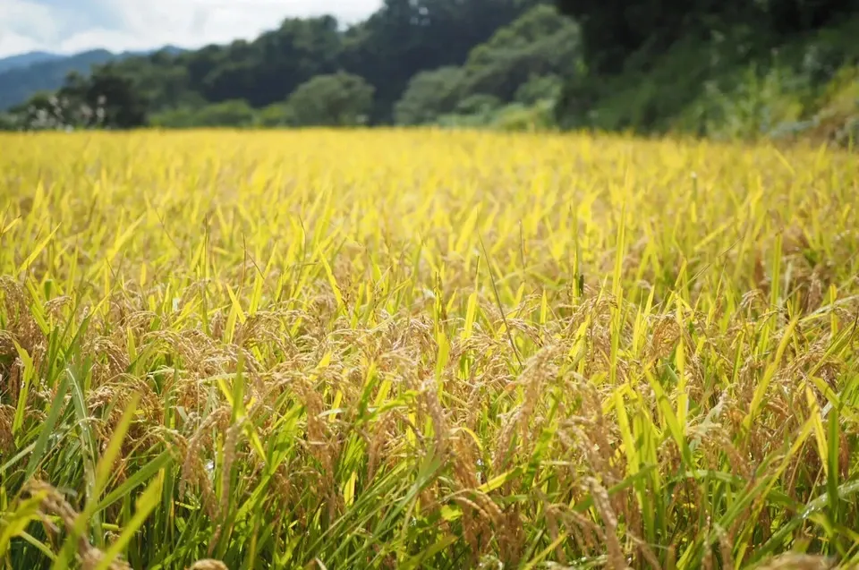 【2025年産・白米5kg】農薬・化学肥料不使用／新潟県産コシヒカリ（一等米）