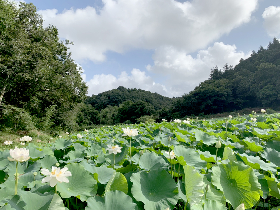 無農薬・無施肥の自然栽培のれんこん クール便発送