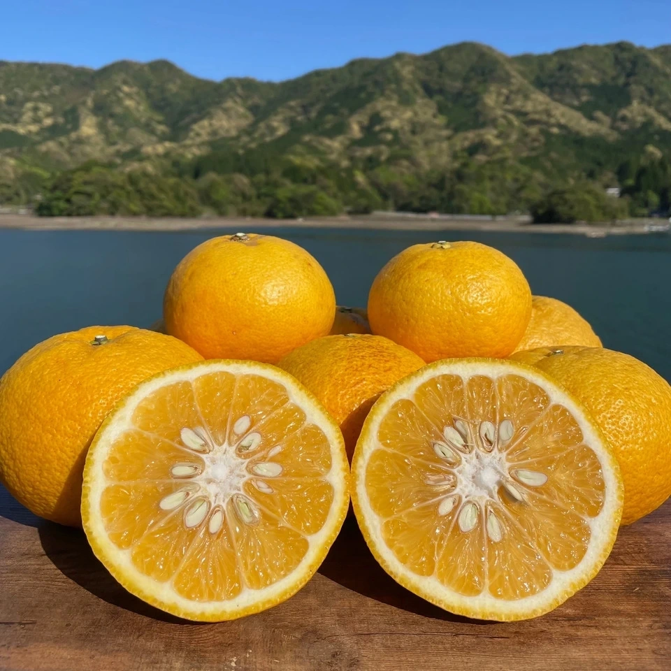 熊本県天草の海風と太陽が育てた<甘夏みかんジュース>農薬・化学肥料不使用の果汁100%ストレート