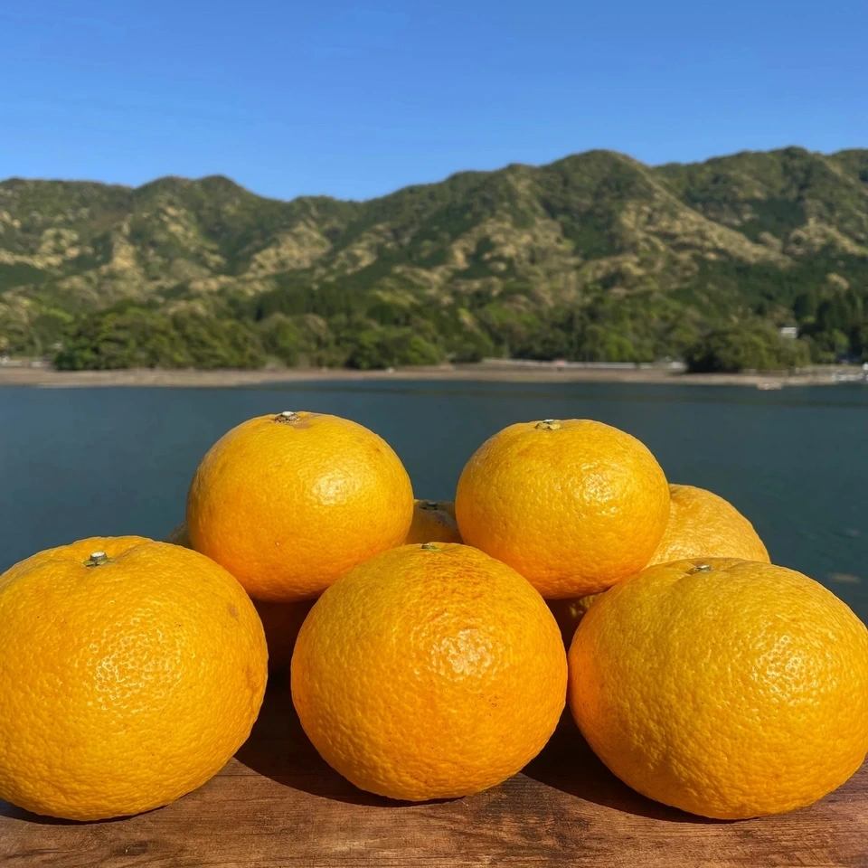 熊本県天草の海風と太陽が育てた<甘夏みかんジュース>農薬・化学肥料不使用の果汁100%ストレート