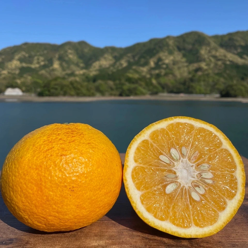 熊本県天草の海風と太陽が育てた<甘夏みかんジュース>農薬・化学肥料不使用の果汁100%ストレート
